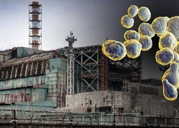 Un champignon qui pousse à Tchernobyl et qui, en fait, MANGE les radiations