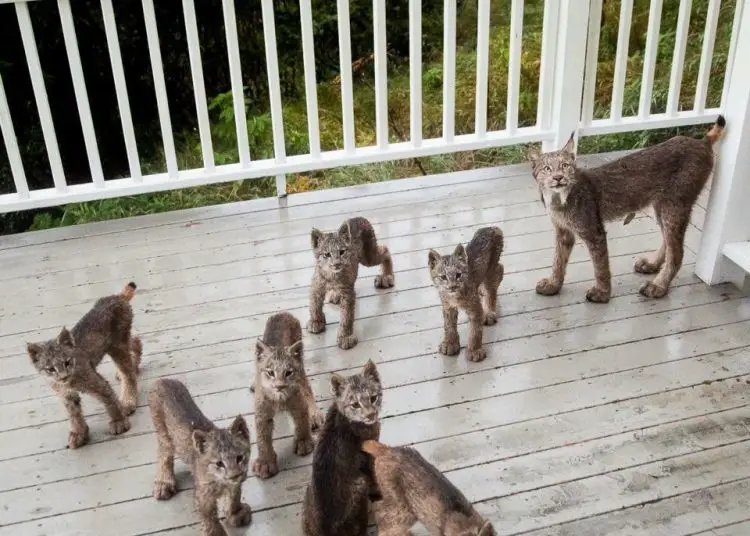 Un homme de l’Alaska se réveille pour trouver une famille de lynx jouant sur son porche [Photos]