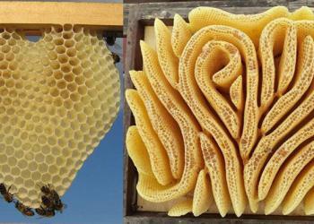 Les abeilles créent de magnifiques ruches en forme de cœur lorsqu’elles ne sont pas limitées par les cadres de ruche