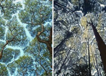 27 photos de « timidité des cimes », un phénomène où les arbres évitent de se toucher