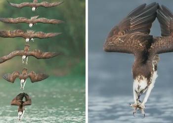 Un photographe prend des photos incroyables d’un balbuzard pêcheur en pleine plongée de chasse