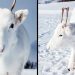 Un bébé renne blanc extrêmement rare photographié lors d’une randonnée en Norvège