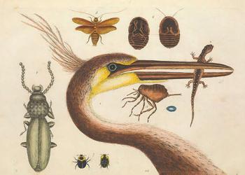 150 000 illustrations botaniques et animales disponibles en téléchargement gratuit à la Bibliothèque du patrimoine de la biodiversité