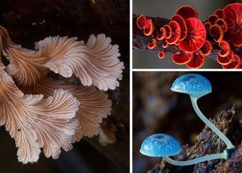 15 champignons australiens radicalement différents les uns des autres