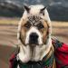 Ce chat et ce chien adorent voyager ensemble, et leurs photos sont absolument épiques