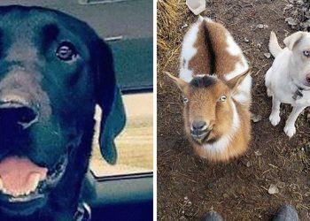 Un chien porté disparu rentre chez lui avec deux nouveaux amis, un chien et une chèvre