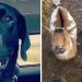 Un chien porté disparu rentre chez lui avec deux nouveaux amis, un chien et une chèvre