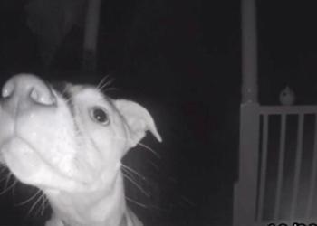 Une chienne est accidentellement enfermée dehors à 2 heures du matin et sonne à la porte avec son museau