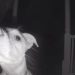 Une chienne est accidentellement enfermée dehors à 2 heures du matin et sonne à la porte avec son museau