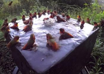 Une vidéo étonnante de trente colibris participant ensemble à un rituel de baignade paisible