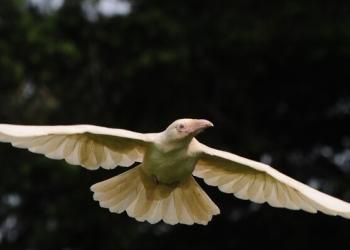 10 photos de la créature extrêmement rare et légendaire – le Corbeau blanc.