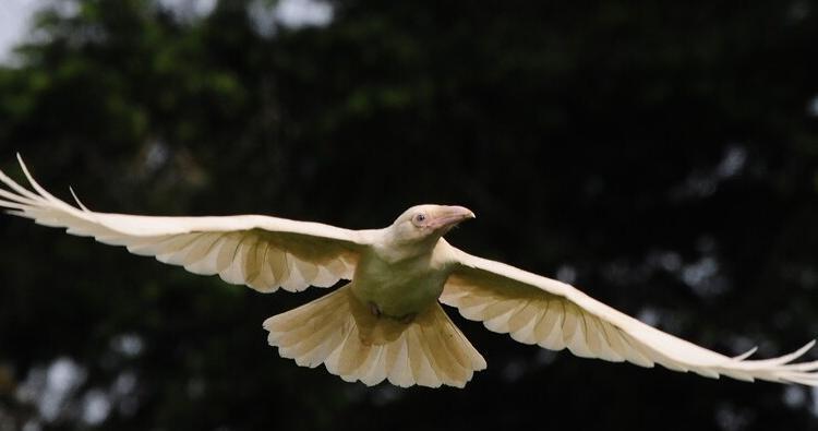 10 photos de la créature extrêmement rare et légendaire – le Corbeau blanc.
