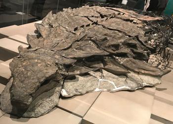 La « momie » d’un dinosaure récemment découverte est si bien conservée qu’elle a même la peau et les intestins intacts