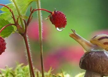 Un photographe ukrainien capture un monde magique d’escargots dans des incroyables photos macro