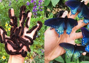 Comment un homme a repeuplé à lui seul une espèce rare de papillon dans son jardin