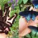 Comment un homme a repeuplé à lui seul une espèce rare de papillon dans son jardin