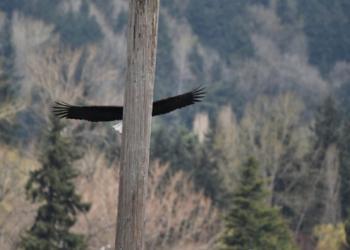 Ce groupe Facebook est dédié aux photos de la faune sauvage qui sont si mauvaises qu’elles sont bonnes