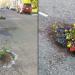 Des gens plantent des fleurs dans les nids de poule parce que les villes ne les réparent pas