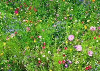 La campagne « Pas de Tondeuse en Mai » nous demande de laisser la pelouse tranquille jusqu’en juin pour aider à sauver les abeilles