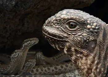 Iguane VS serpents : tension maximale