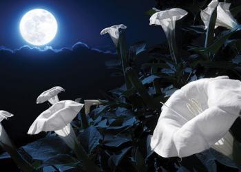 Plantez votre propre jardin lunaire magique avec des fleurs qui fleurissent la nuit