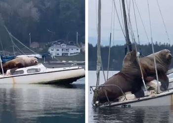 Un couple d’énormes otaries emprunte le bateau de quelqu’un (vidéo)