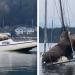 Un couple d’énormes otaries emprunte le bateau de quelqu’un (vidéo)