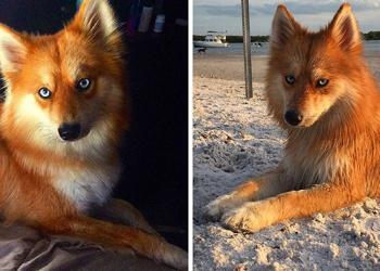 Rencontrez Mya, le mélange spitz nain-husky qui ressemble à un petit renard