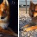 Rencontrez Mya, le mélange spitz nain-husky qui ressemble à un petit renard
