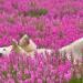 Un photographe canadien saisit des ours polaires jouant dans des champs de fleurs