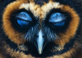 28 hiboux majestueux pris en photo