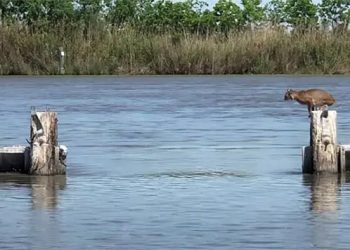 Un lynx roux fait un énorme saut au-dessus de l’eau sans effort