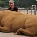 Un artiste crée des sculptures de sable détaillées que vous pourriez facilement confondre avec des animaux vivants si vous les voyiez de loin