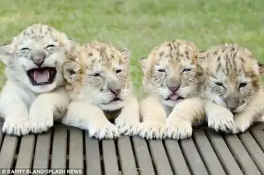 Un Lion Blanc Et Une Tigresse Blanche Ont Des Bebes Ensemble