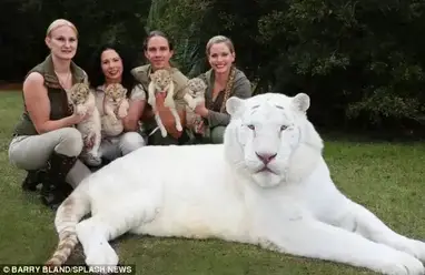 Un Lion Blanc Et Une Tigresse Blanche Ont Des Bebes Ensemble