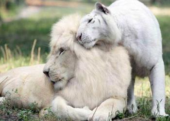 Un lion blanc et une tigresse blanche ont des bébés ensemble