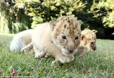 Un Lion Blanc Et Une Tigresse Blanche Ont Des Bebes Ensemble