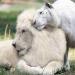 Un lion blanc et une tigresse blanche ont des bébés ensemble