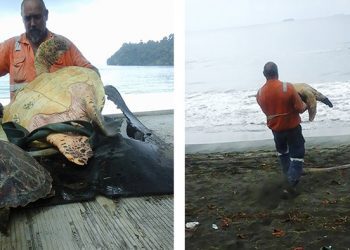 Un homme achète des tortues au marché alimentaire et les libère dans l’océan