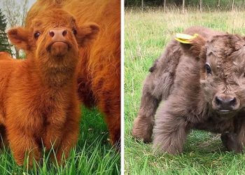 Si jamais vous vous sentez triste, ces 85 veaux Highland vous feront sourire