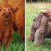 Si jamais vous vous sentez triste, ces 85 veaux Highland vous feront sourire