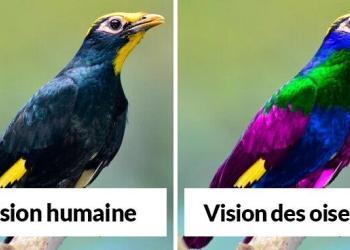 Comment les oiseaux voient le monde par rapport aux humains