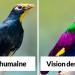 Comment les oiseaux voient le monde par rapport aux humains