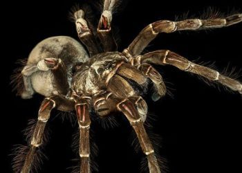12 faits sur l’araignée Goliath, un géant étonnamment gentil