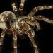 12 faits sur l’araignée Goliath, un géant étonnamment gentil