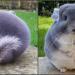 Adorables chinchillas violets qui ressemblent à des cercles parfaits vus de dos