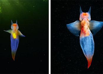 Un plongeur filme des images rares d’un ange de mer nageant sous la glace