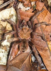 12 faits sur l'araignée Goliath, un géant étonnamment gentil