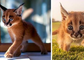 Superbes photos de bébés caracals, l’une des plus belles espèces de félin