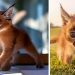 Superbes photos de bébés caracals, l’une des plus belles espèces de félin